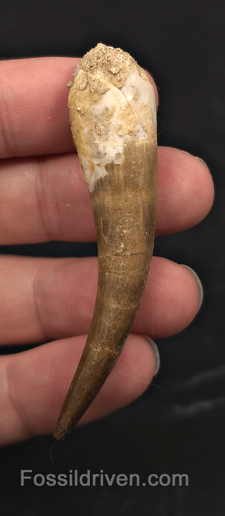 2.41" Fossil Plesiosaur (Zarafasaurus) Tooth - Morocco - Fossil Driven