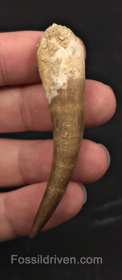 2.41" Fossil Plesiosaur (Zarafasaurus) Tooth - Morocco - Fossil Driven