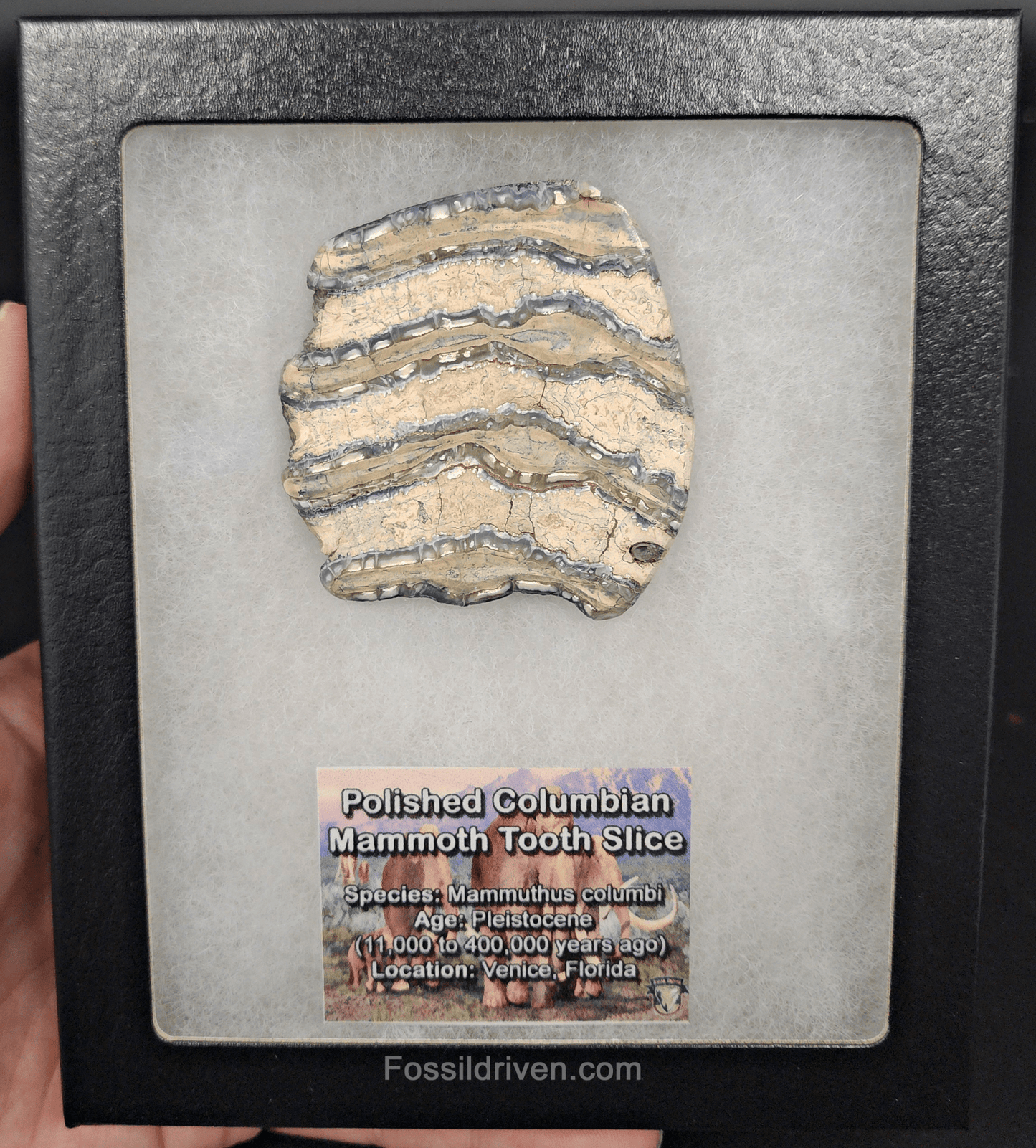 2.42" Columbian Mammoth Tooth Slice – Authentic Fossil | Fossil Driven - Fossil Driven