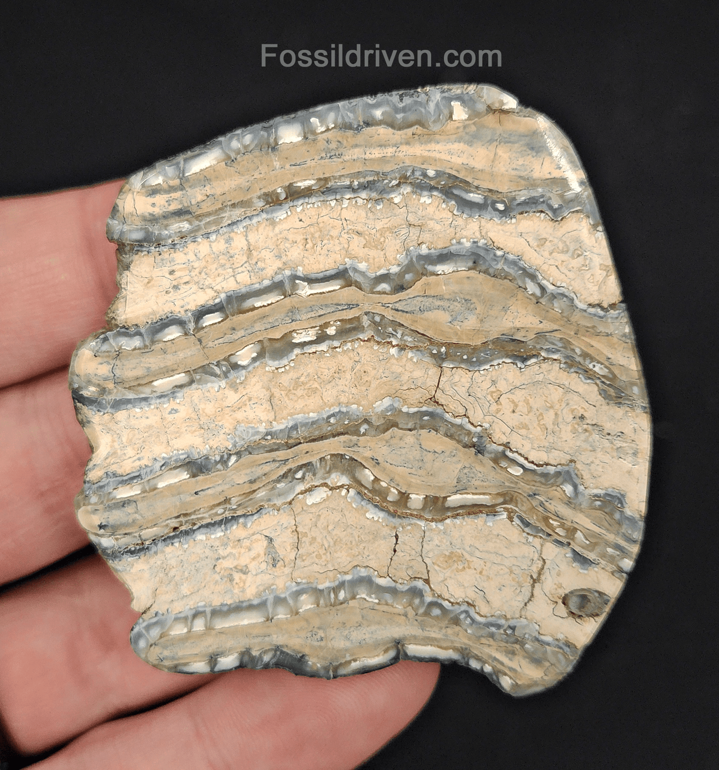 2.42" Columbian Mammoth Tooth Slice – Authentic Fossil | Fossil Driven - Fossil Driven