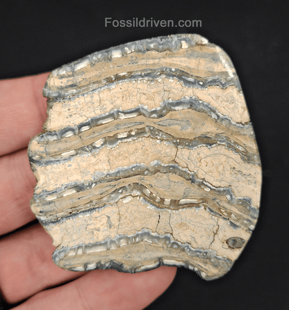 2.42" Columbian Mammoth Tooth Slice – Authentic Fossil | Fossil Driven - Fossil Driven