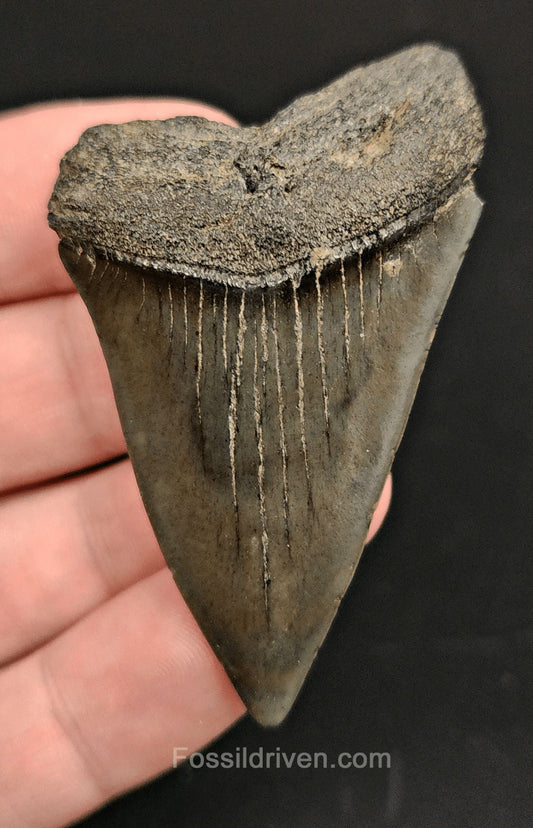 2.42 Fossil Hastalis Mako Shark Tooth – Beaufort, South Carolina | Fossil Driven - Fossil Driven