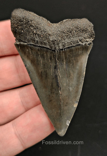 2.42 Fossil Hastalis Mako Shark Tooth – Beaufort, South Carolina | Fossil Driven - Fossil Driven