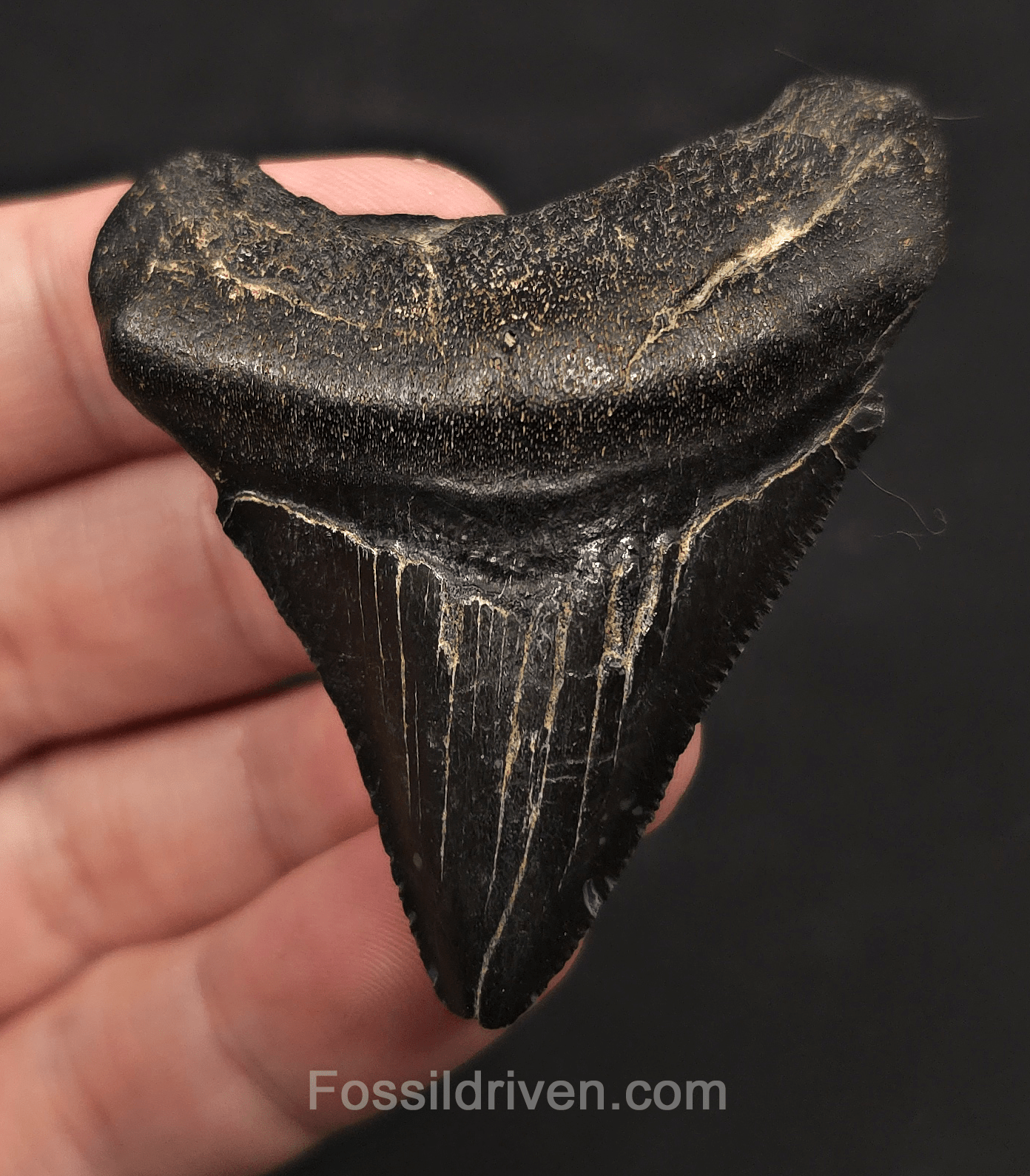 2.42" Fossil Megalodon Tooth - Charleston, South Carolina | Fossil Driven - Fossil Driven