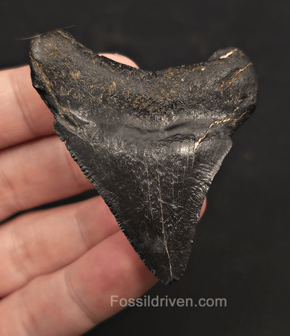 2.42" Fossil Megalodon Tooth - Charleston, South Carolina | Fossil Driven - Fossil Driven