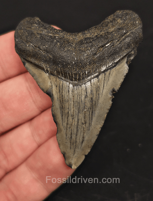 2.42" South Carolina Megalodon Tooth - Solid Specimen - Authentic Fossil Shark Tooth - Fossil Driven