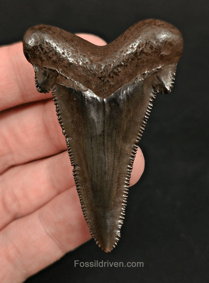 2.43" Otodus sokolovi (Auriculatus) Shark Tooth – Suwannee River, Florida - Fossil Driven