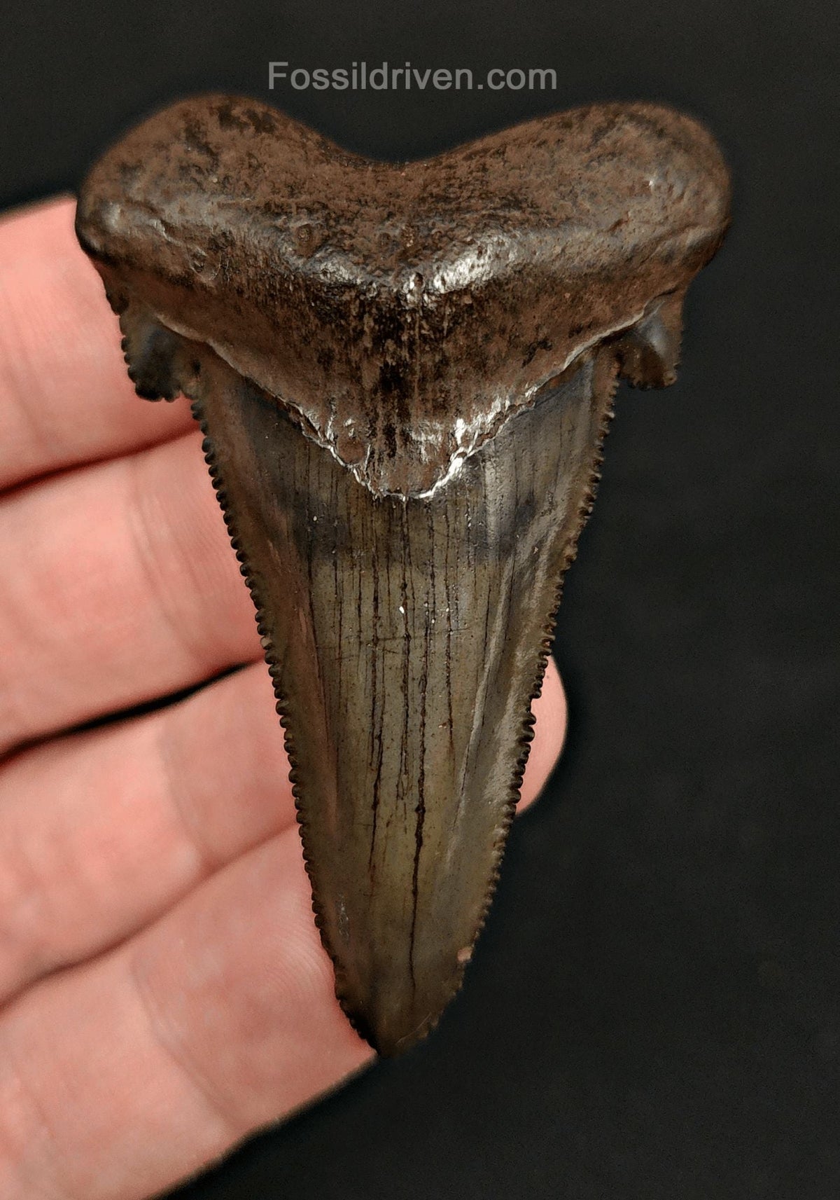 2.43" Otodus sokolovi (Auriculatus) Shark Tooth – Suwannee River, Florida - Fossil Driven