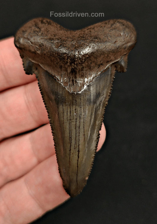 2.43" Otodus sokolovi (Auriculatus) Shark Tooth – Suwannee River, Florida - Fossil Driven