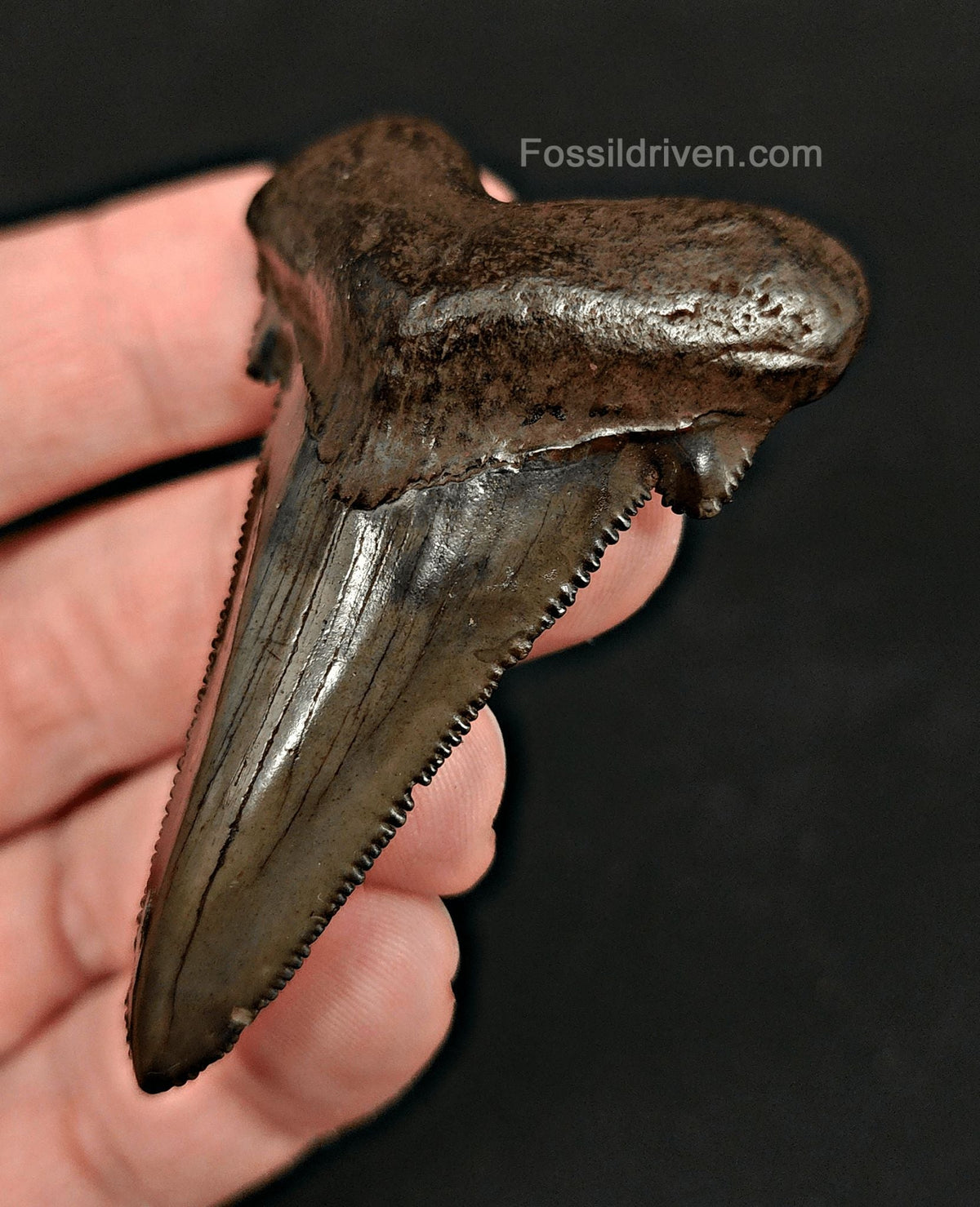2.43" Otodus sokolovi (Auriculatus) Shark Tooth – Suwannee River, Florida - Fossil Driven