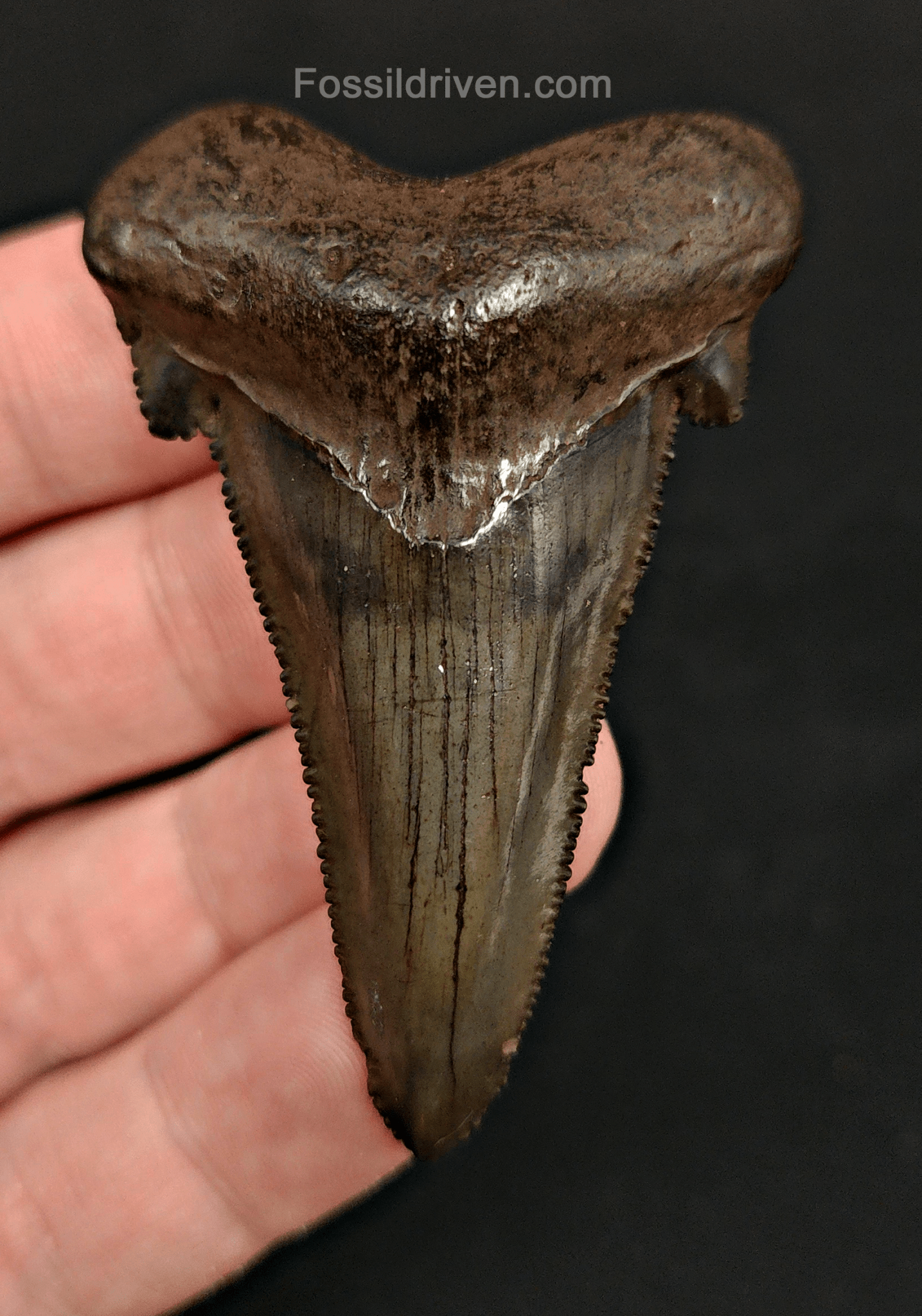 2.43" Otodus sokolowi (Auriculatus) Shark Tooth – Suwannee River, Florida - Fossil Driven