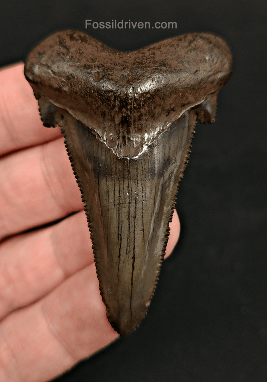 2.43" Otodus sokolowi (Auriculatus) Shark Tooth – Suwannee River, Florida - Fossil Driven