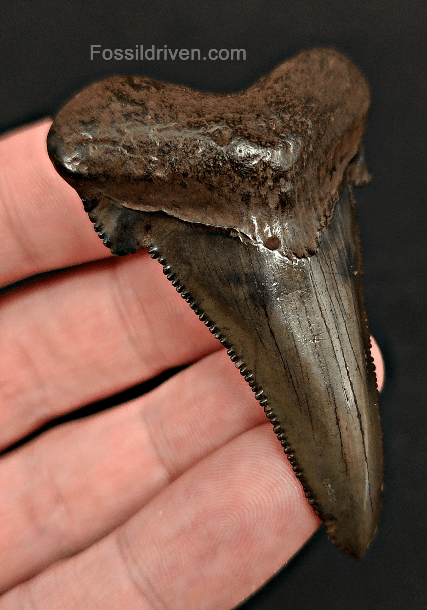 2.43" Otodus sokolowi (Auriculatus) Shark Tooth – Suwannee River, Florida - Fossil Driven