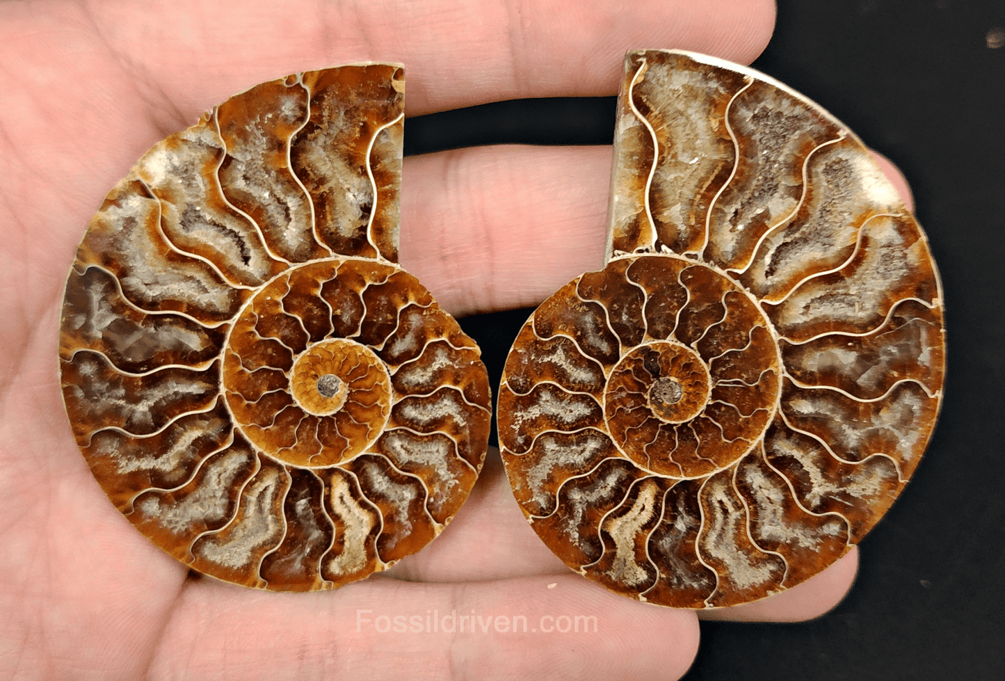 2.44" Cut & Polished Agatized Ammonite Fossil – Display Specimen | Fossil Driven - Fossil Driven