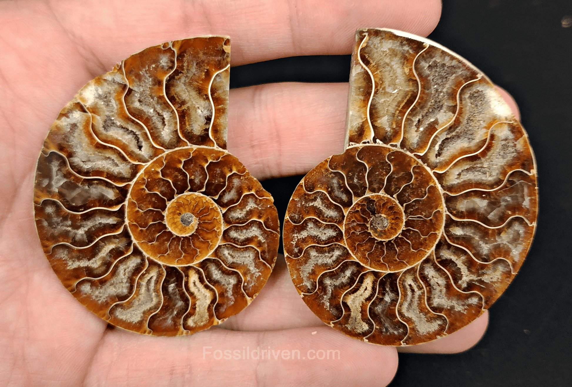 2.44" Cut & Polished Agatized Ammonite Fossil – Display Specimen | Fossil Driven - Fossil Driven
