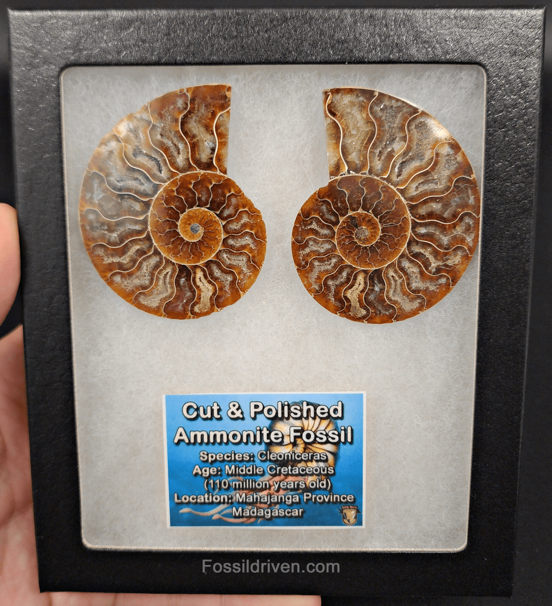 2.44" Cut & Polished Agatized Ammonite Fossil – Display Specimen | Fossil Driven - Fossil Driven