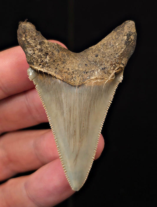 2.44" Fossil Angustidens Shark Tooth – South Carolina (Otodus angustidens) (Angy #3111) - Fossil Driven