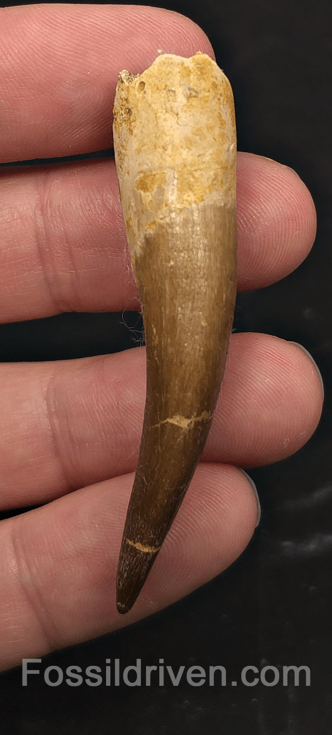 2.45" Fossil Plesiosaur (Zarafasaurus) Tooth - Morocco - Fossil Driven