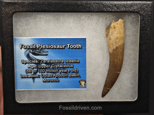 2.45" Fossil Plesiosaur (Zarafasaurus) Tooth - Morocco - Fossil Driven