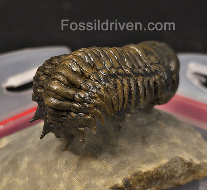 2.46" Flying Crotalocephalina Trilobite – Devonian – Issoumour, Morocco - Fossil Driven