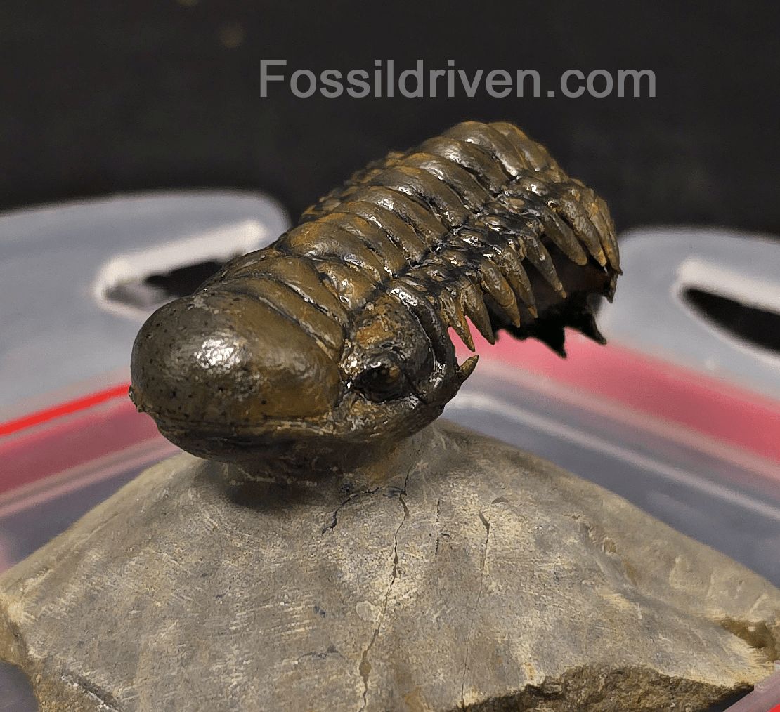 2.46" Flying Crotalocephalina Trilobite – Devonian – Issoumour, Morocco - Fossil Driven