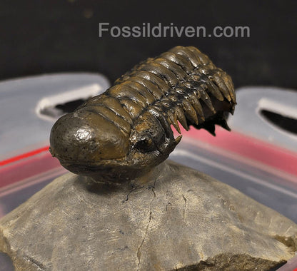 2.46" Flying Crotalocephalina Trilobite – Devonian – Issoumour, Morocco - Fossil Driven