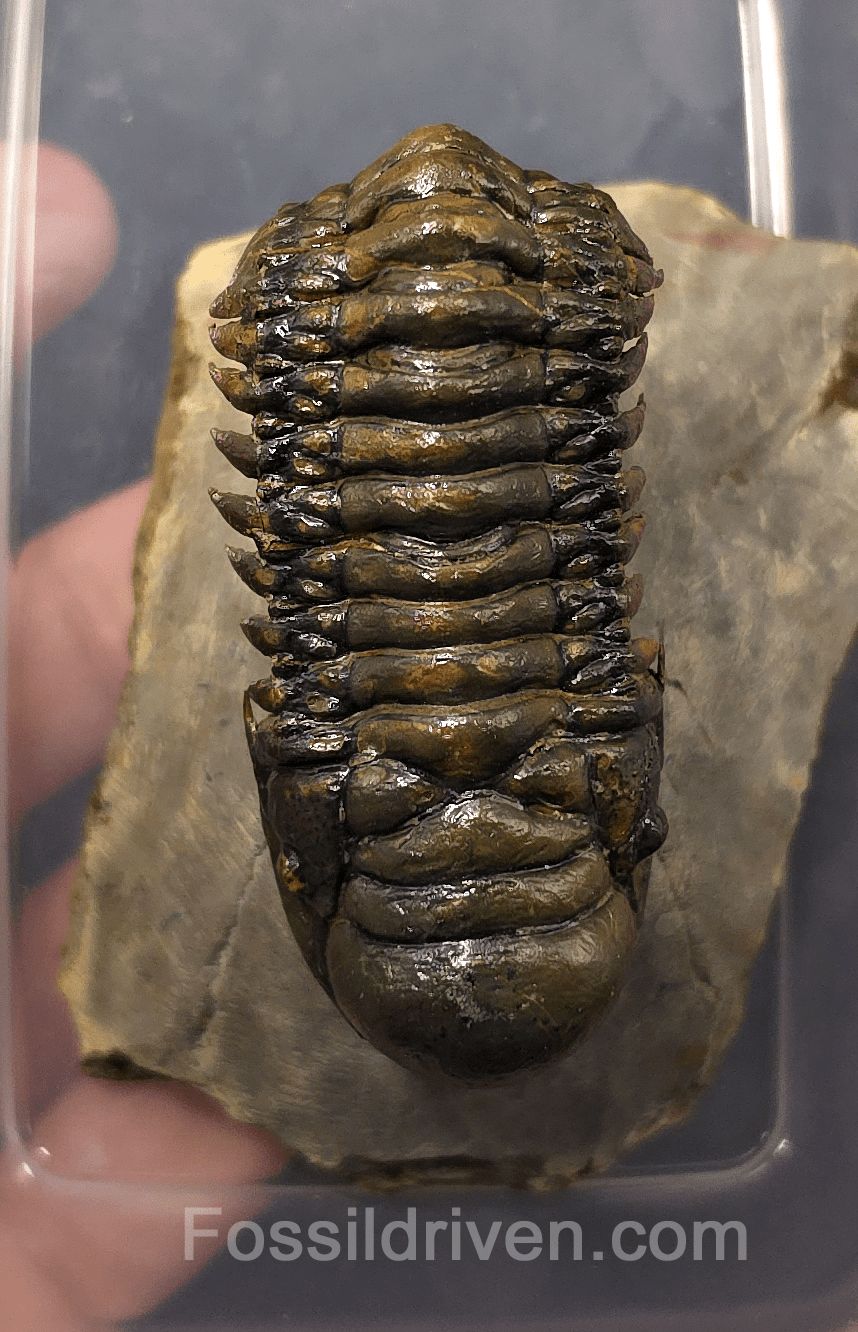 2.46" Flying Crotalocephalina Trilobite – Devonian – Issoumour, Morocco - Fossil Driven