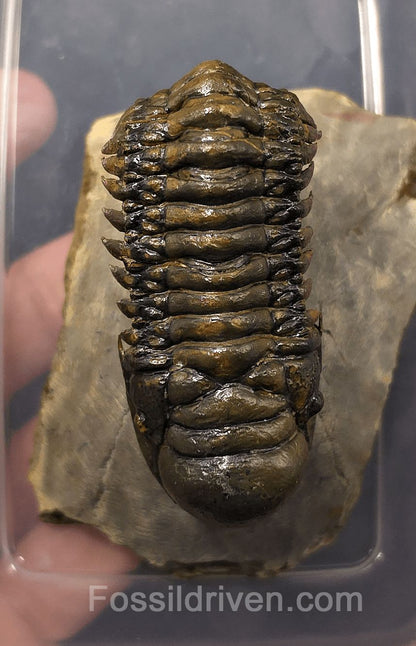 2.46" Flying Crotalocephalina Trilobite – Devonian – Issoumour, Morocco - Fossil Driven
