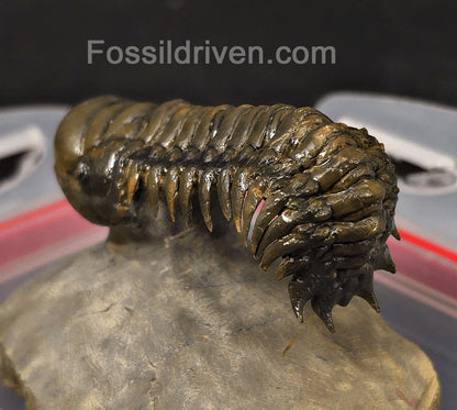 2.46" Flying Crotalocephalina Trilobite – Devonian – Issoumour, Morocco - Fossil Driven