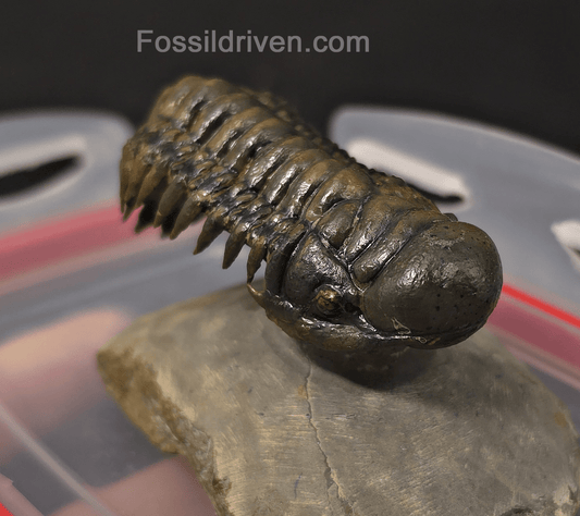 2.46" Flying Crotalocephalina Trilobite – Devonian – Issoumour, Morocco - Fossil Driven