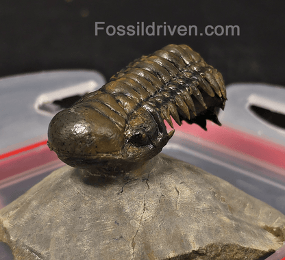 2.46" Flying Crotalocephalina Trilobite – Devonian – Issoumour, Morocco - Fossil Driven