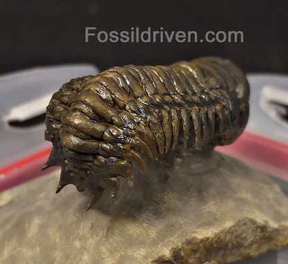 2.46" Flying Crotalocephalina Trilobite – Devonian – Issoumour, Morocco - Fossil Driven