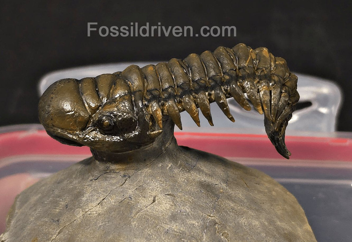 2.46" Flying Crotalocephalina Trilobite – Devonian – Issoumour, Morocco - Fossil Driven