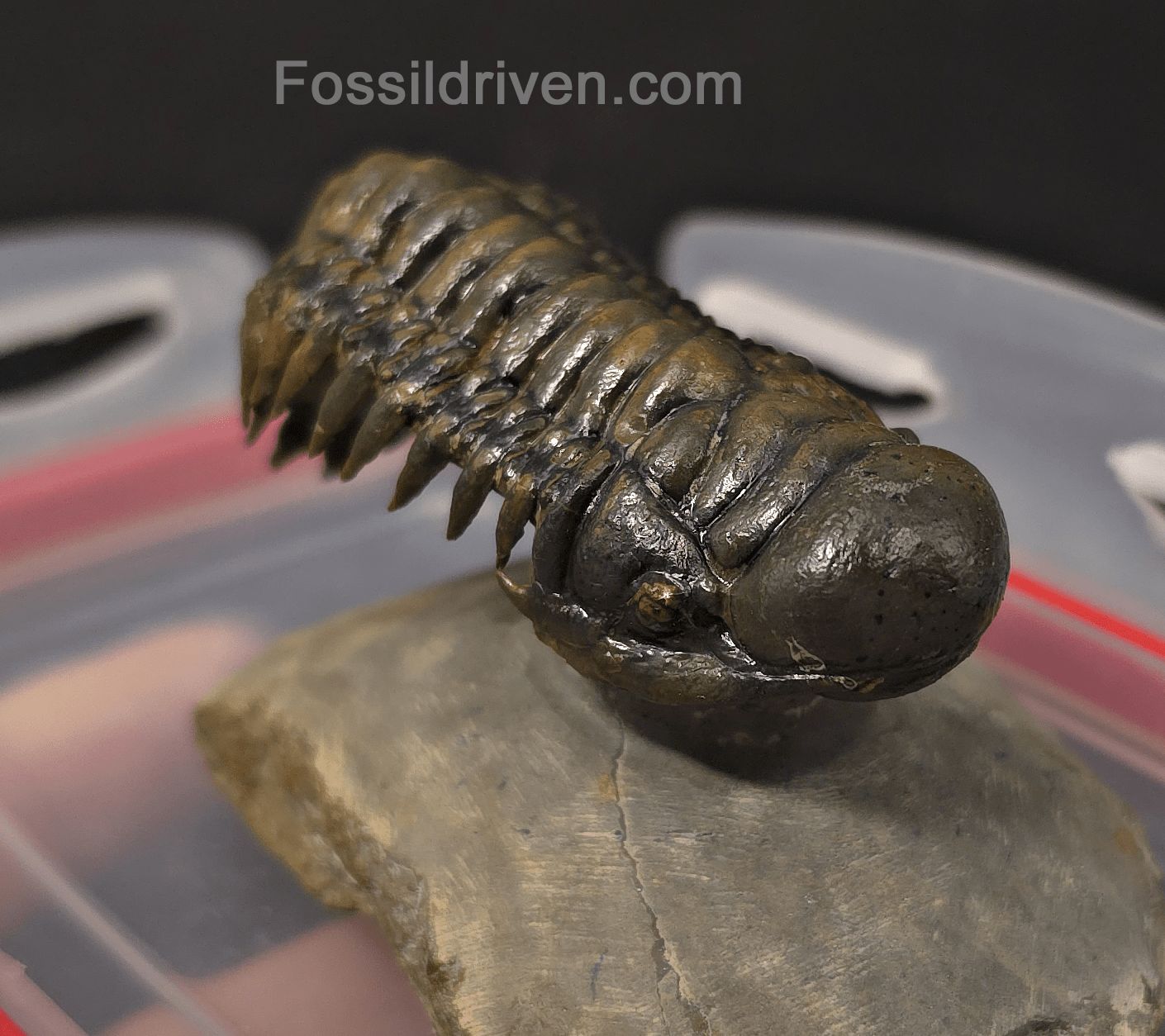 2.46" Flying Crotalocephalina Trilobite – Devonian – Issoumour, Morocco - Fossil Driven