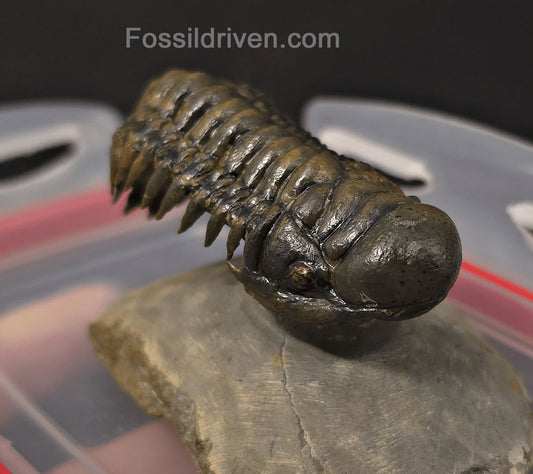 2.46" Flying Crotalocephalina Trilobite – Devonian – Issoumour, Morocco - Fossil Driven