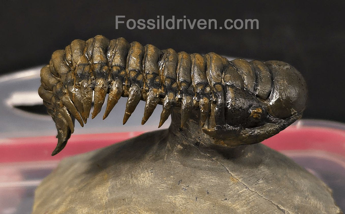 2.46" Flying Crotalocephalina Trilobite – Devonian – Issoumour, Morocco - Fossil Driven