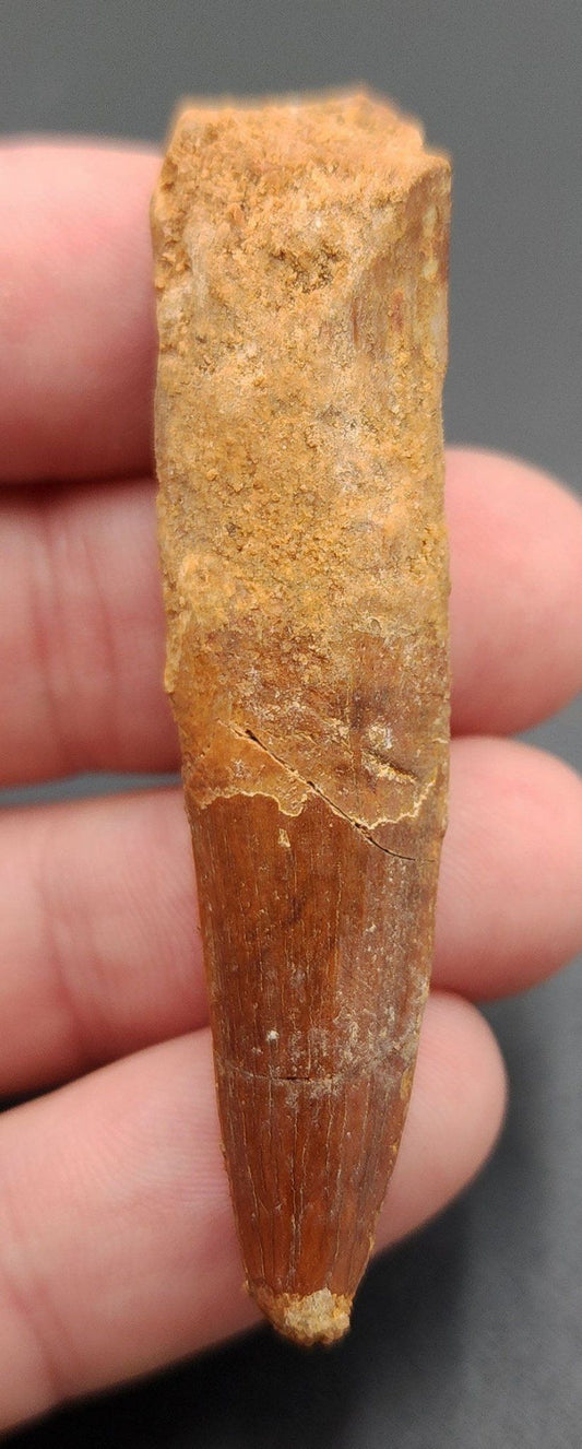 2.46" Fossil Spinosaurus Tooth - Real Dinosaur Tooth - Fossil Driven