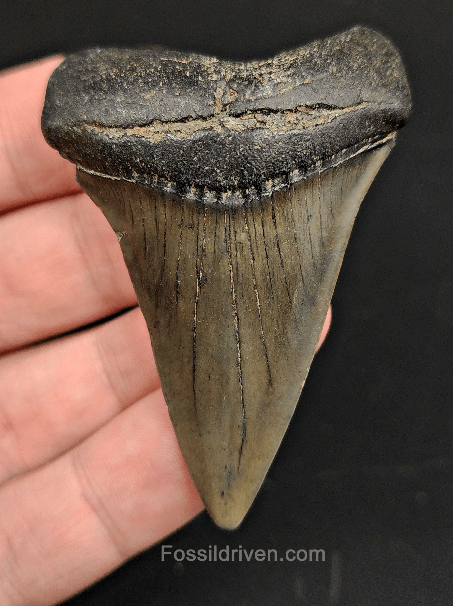 2.47 Fossil Hastalis Mako Shark Tooth – Beaufort, South Carolina | Fossil Driven - Fossil Driven