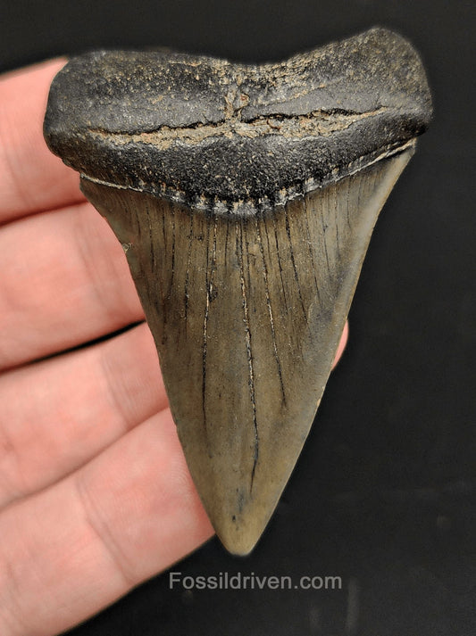 2.47 Fossil Hastalis Mako Shark Tooth – Beaufort, South Carolina | Fossil Driven - Fossil Driven