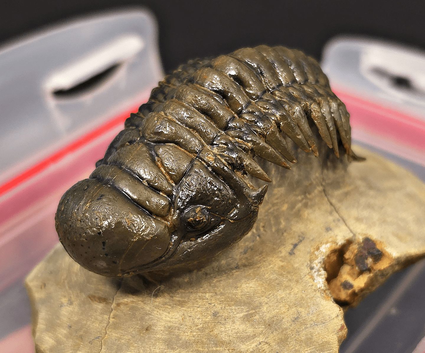 2.48" Flying Crotalocephalina Trilobite – Devonian – Issoumour, Morocco - Fossil Driven