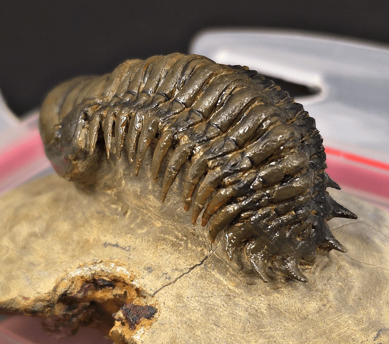 2.48" Flying Crotalocephalina Trilobite – Devonian – Issoumour, Morocco - Fossil Driven