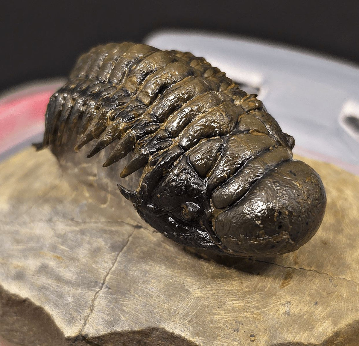 2.48" Flying Crotalocephalina Trilobite – Devonian – Issoumour, Morocco - Fossil Driven