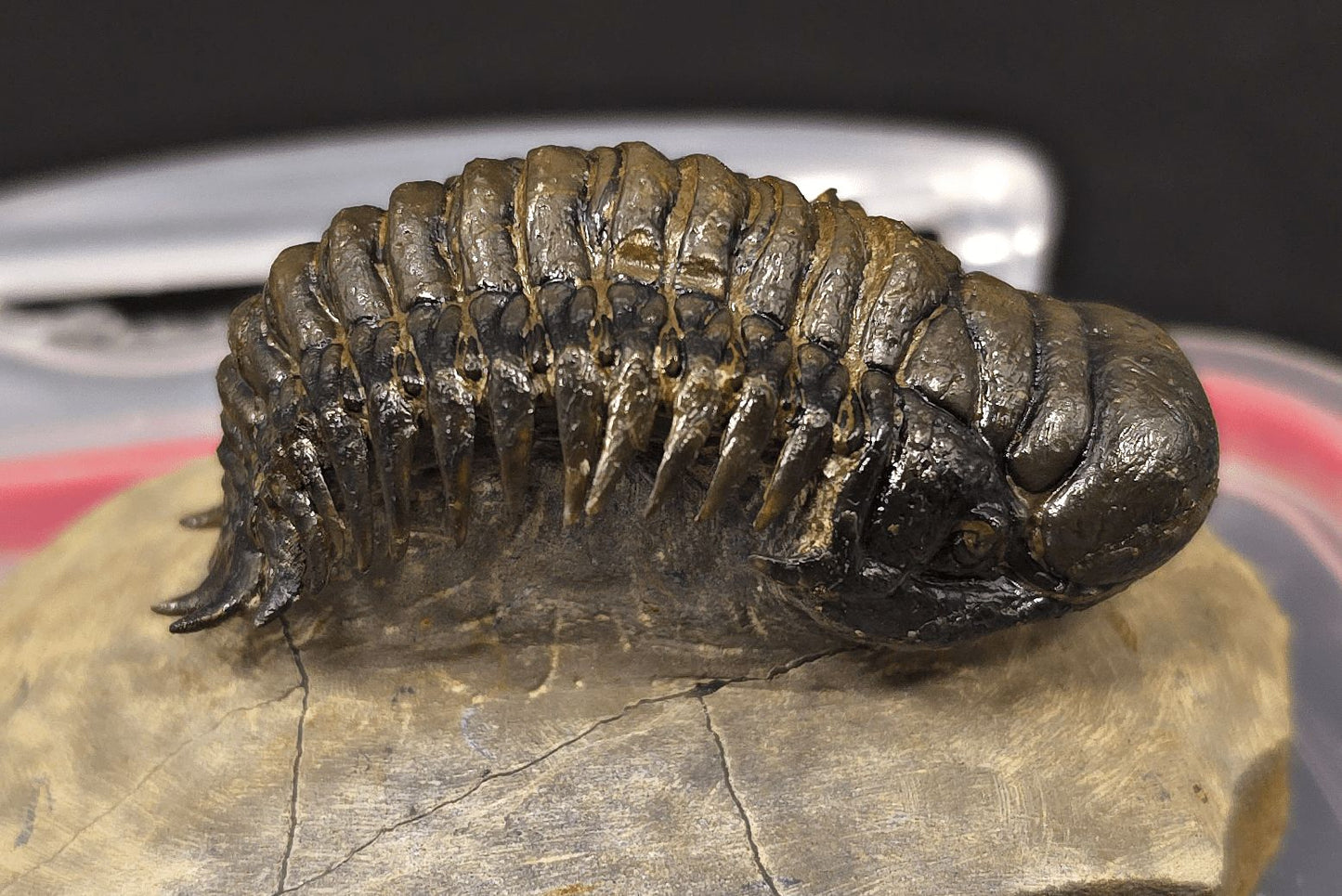 2.48" Flying Crotalocephalina Trilobite – Devonian – Issoumour, Morocco - Fossil Driven