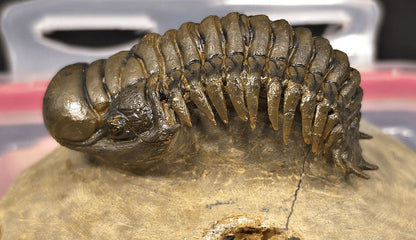 2.48" Flying Crotalocephalina Trilobite – Devonian – Issoumour, Morocco - Fossil Driven