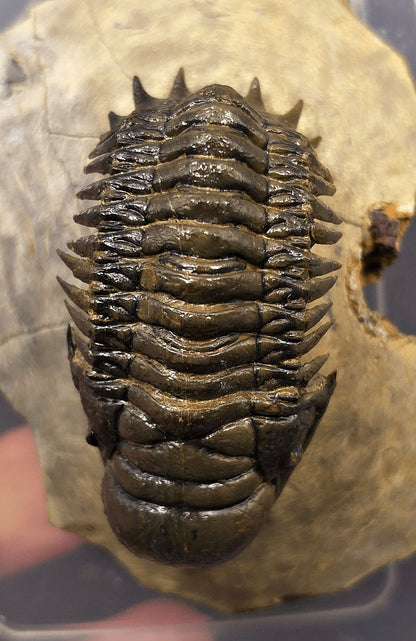2.48" Flying Crotalocephalina Trilobite – Devonian – Issoumour, Morocco - Fossil Driven