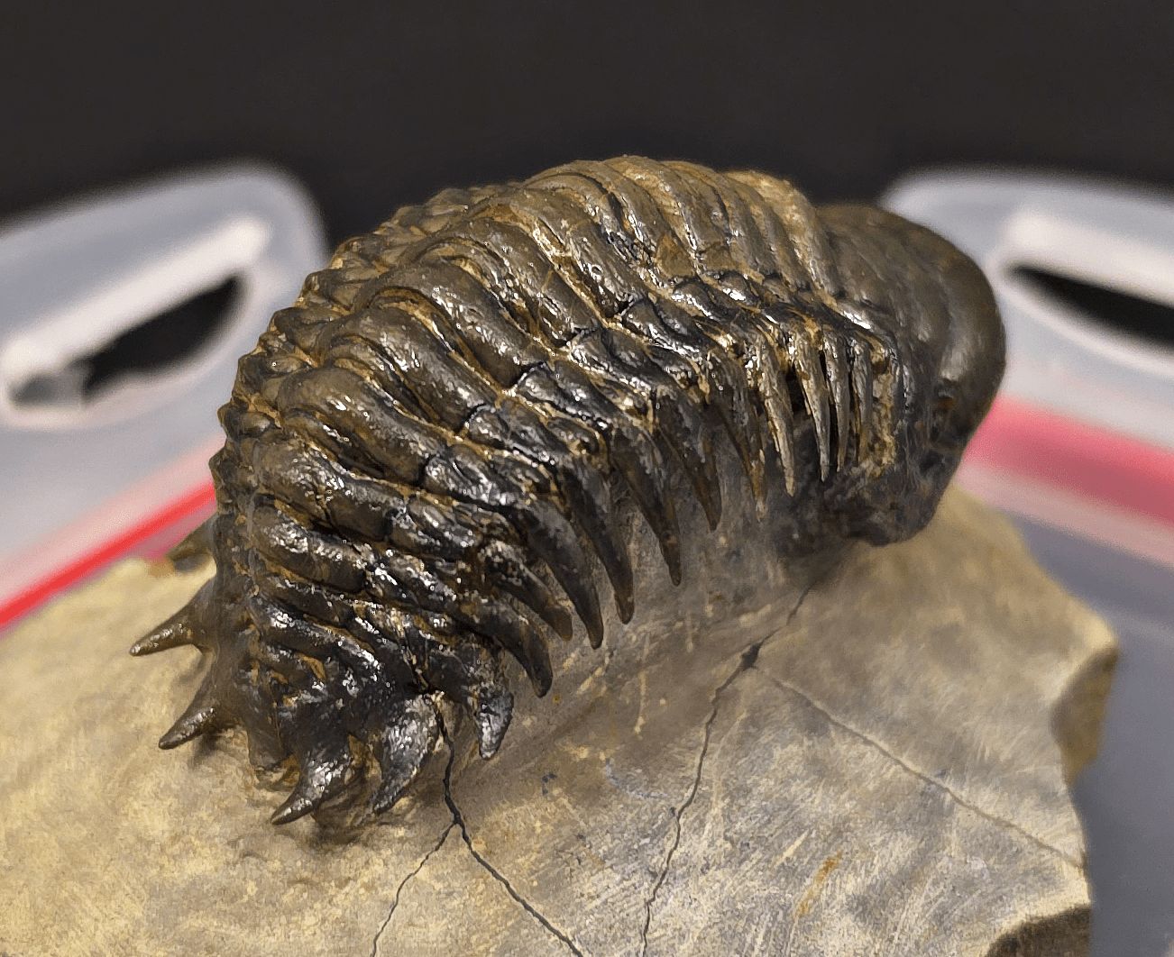 2.48" Flying Crotalocephalina Trilobite – Devonian – Issoumour, Morocco - Fossil Driven