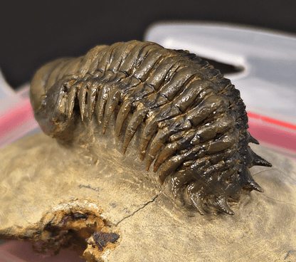 2.48" Fossil Crotalocephalina Trilobite – Devonian – Issoumour, Morocco - Fossil Driven