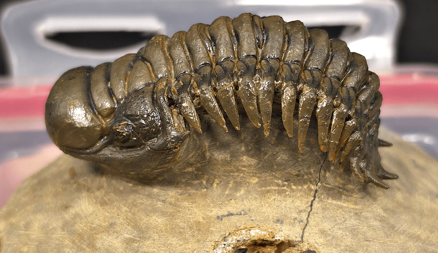 2.48" Fossil Crotalocephalina Trilobite – Devonian – Issoumour, Morocco - Fossil Driven