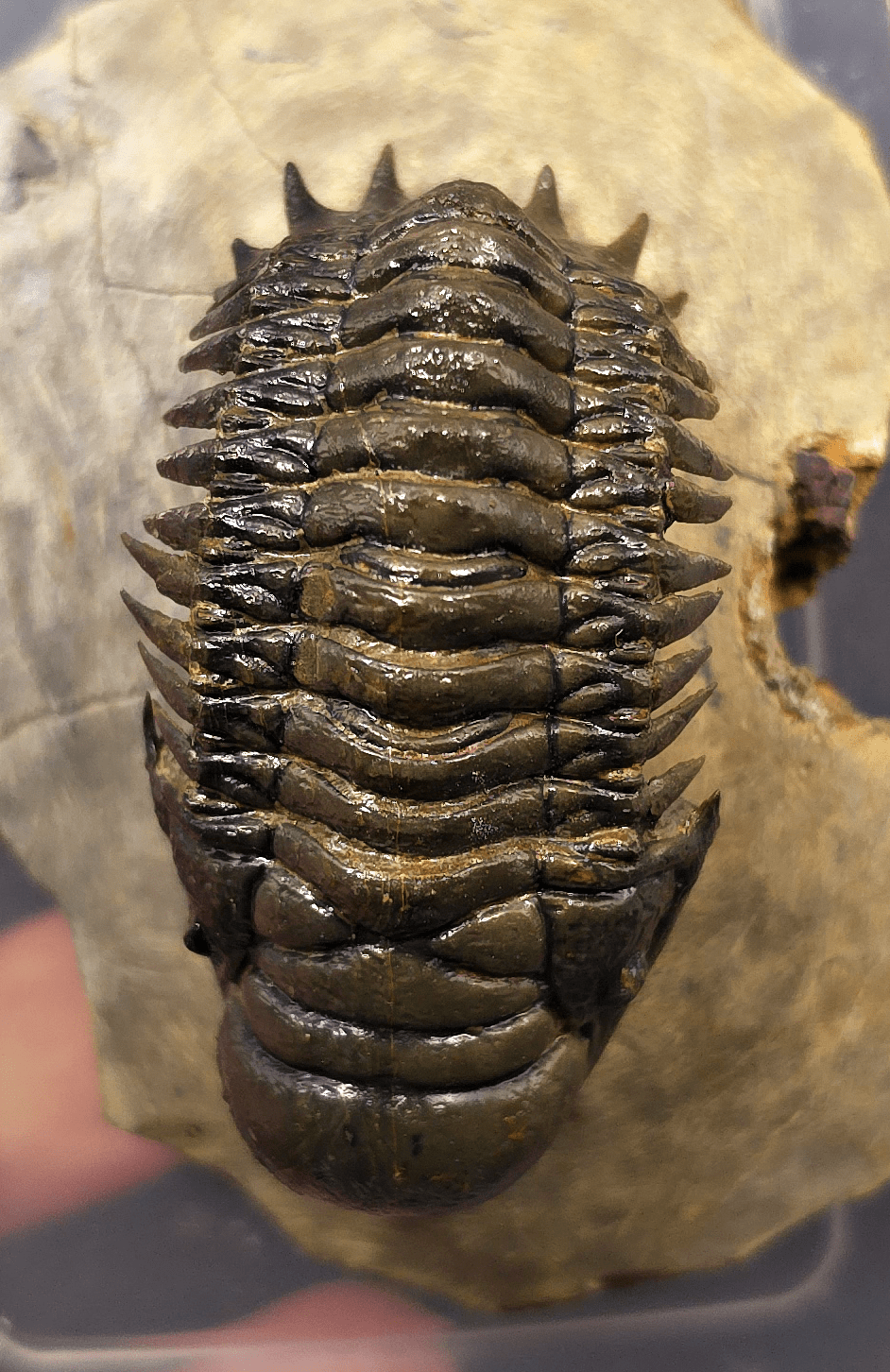 2.48" Fossil Crotalocephalina Trilobite – Devonian – Issoumour, Morocco - Fossil Driven