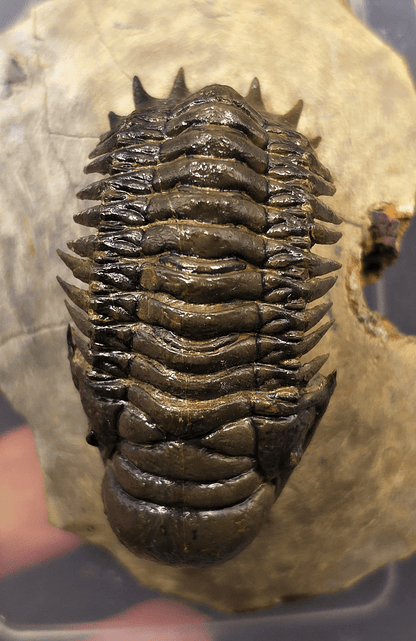 2.48" Fossil Crotalocephalina Trilobite – Devonian – Issoumour, Morocco - Fossil Driven